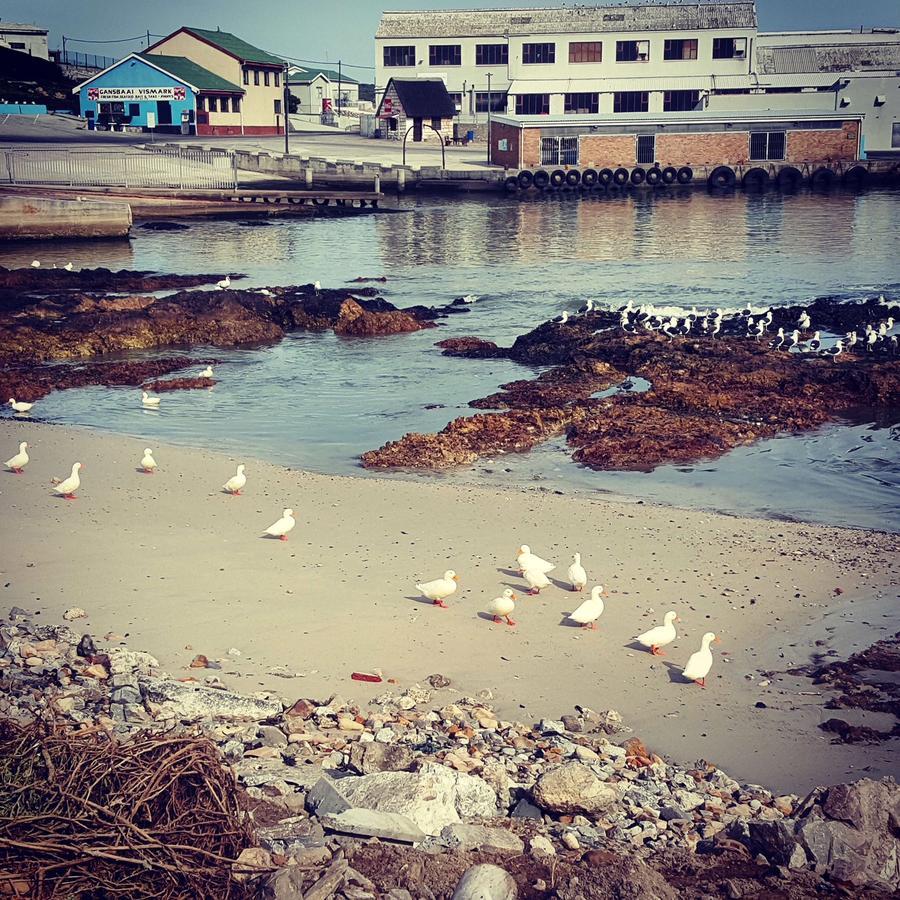 Fairview Accommodation Gansbaai Eksteriør billede